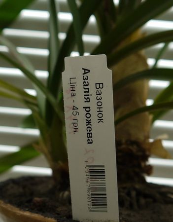 On the tag-pegs you can inflict the necessary information: variety, bar code, information about the plant and tips for care. Plants marked with tags allow to automate processes (accounting, moving, selling, etc.) in garden nurseries, centers and shops.